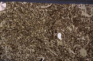 Cross Polarized, E50953/B