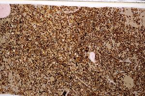 Plane Polarized, E50953/B