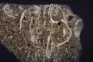 Cross Polarized, E50953/C