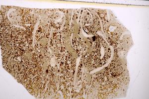 Plane Polarized, E50953/C