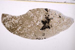 Plane Polarized, E50959/A