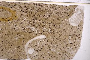 Plane Polarized, E50961/A