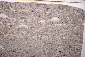 Plane Polarized, E50965/A