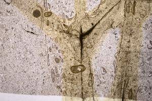 Plane Polarized, E50989