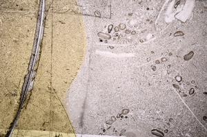 Plane Polarized, E50994