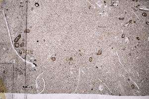 Plane Polarized, E50996