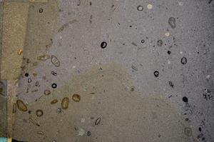 Cross Polarized, E50998
