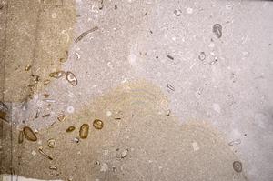 Plane Polarized, E50998