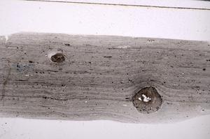 Plane Polarized, E51064