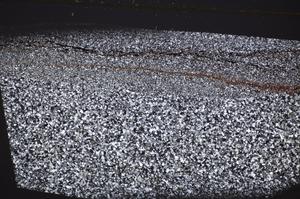 Cross Polarized, E51365/B