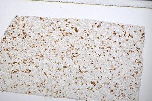 Plane Polarized, E51371/B