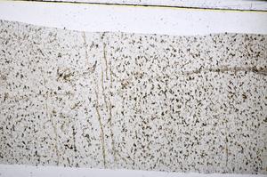 Plane Polarized, E51385