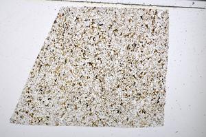 Plane Polarized, E51398