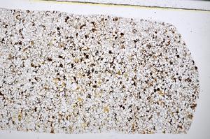 Plane Polarized, E51399