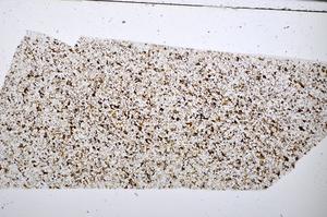 Plane Polarized, E51407