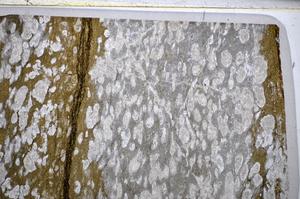 Plane Polarized, E51441