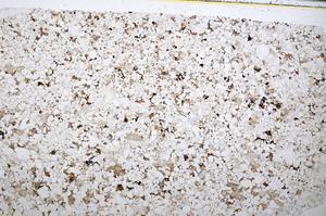 Plane Polarized, E51623/A