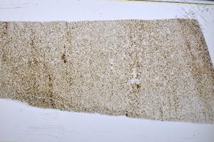 Plane Polarized, E51626/A