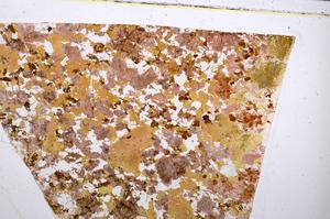 Plane Polarized, E51658/B