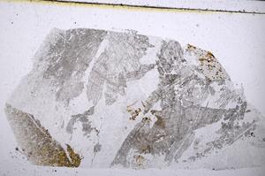 Plane Polarized, E51674