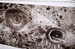 Plane Polarized, E52280