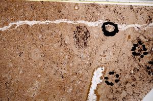 Plane Polarized, E52303