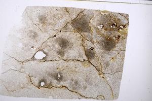 Plane Polarized, E52502