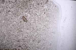 Plane Polarized, E52713