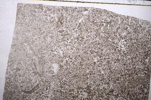 Plane Polarized, E52743