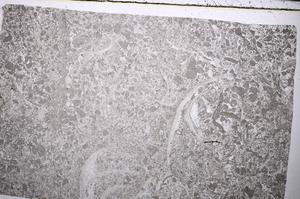 Plane Polarized, E52750