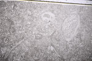 Plane Polarized, E52751