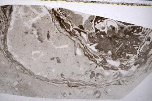 Plane Polarized, E52782