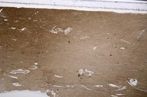 Plane Polarized, E52850