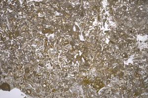 Plane Polarized, E52885