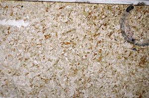 Plane Polarized, E53013