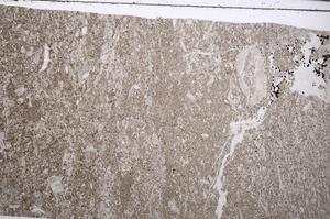 Plane Polarized, E53107