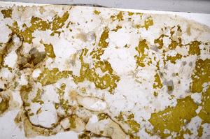 Plane Polarized, E53259/A