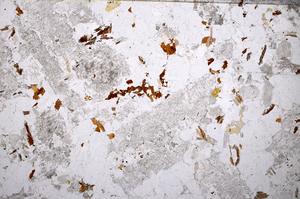 Plane Polarized, E53267/B