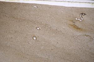 Plane Polarized, E53312