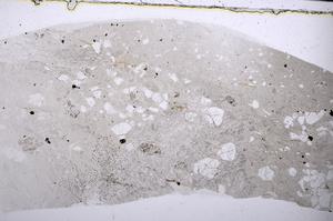 Plane Polarized, E53450