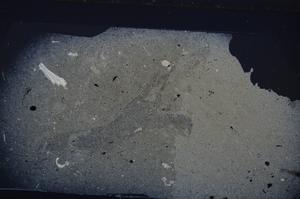 Cross Polarized, E53491