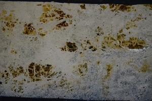 Cross Polarized, E53538