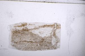 Plane Polarized, E53542