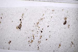 Plane Polarized, E53543