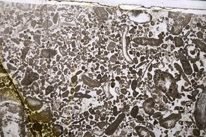 Plane Polarized, E53571