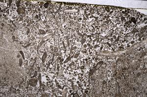 Plane Polarized, E53572