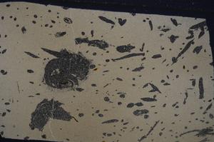 Cross Polarized, E53670