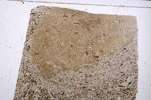 Plane Polarized, E53702