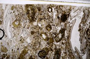 Plane Polarized, E54158/A