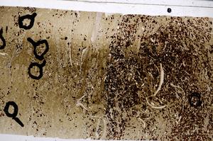 Plane Polarized, E54161